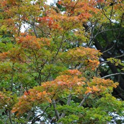 紅葉
