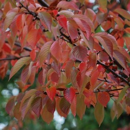 紅葉