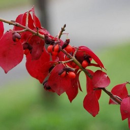 紅葉