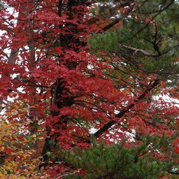 紅葉