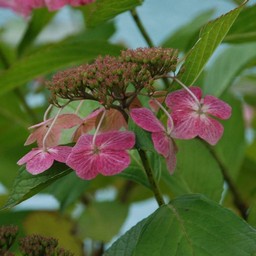 紫陽花