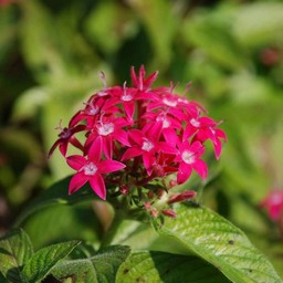 ピンクの花