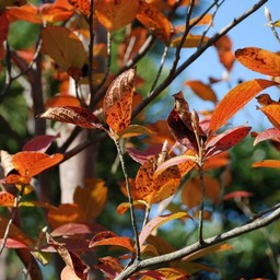 紅葉