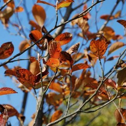 紅葉