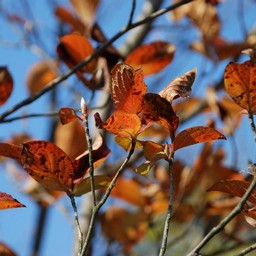 紅葉
