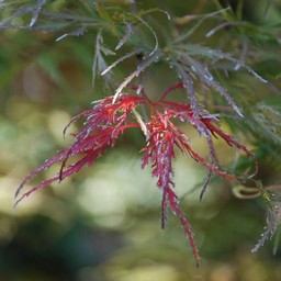 紅葉