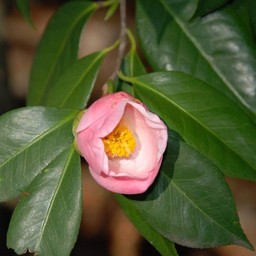 ピンクの花