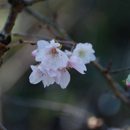 十月桜