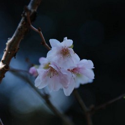 十月桜