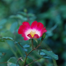 薔薇