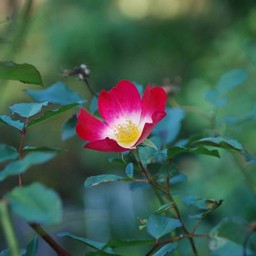 薔薇