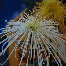 菊
