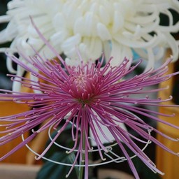 菊