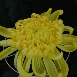 菊