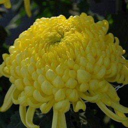 菊