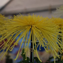 菊