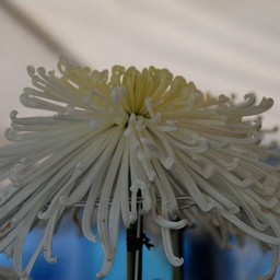 菊