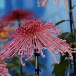 菊