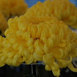 菊