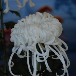 菊
