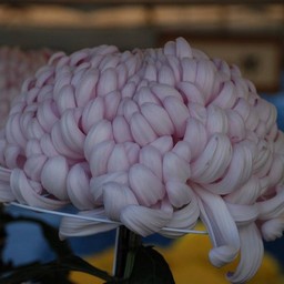 菊