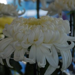 菊