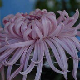 菊