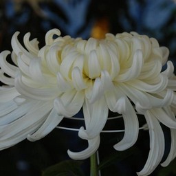 菊
