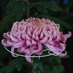 菊