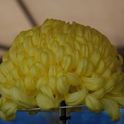 菊