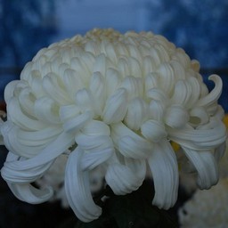 菊