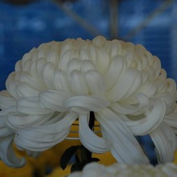 菊