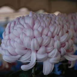 菊