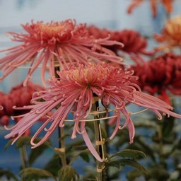 菊