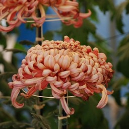 菊