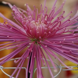 菊
