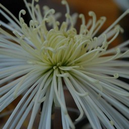 菊