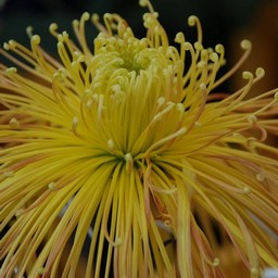 菊