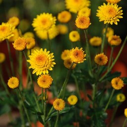 しののめ菊