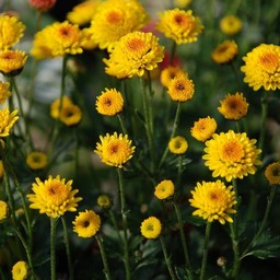 しののめ菊
