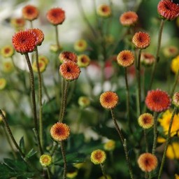 しののめ菊