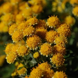 磯菊
