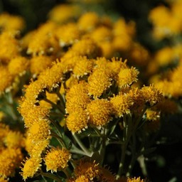 磯菊
