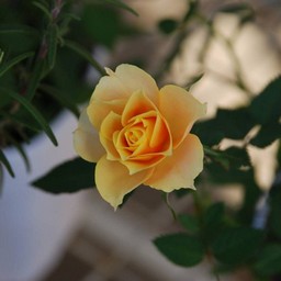 薔薇