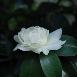 椿