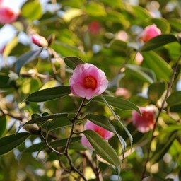 椿
