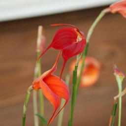 オレンジの花