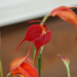 オレンジの花