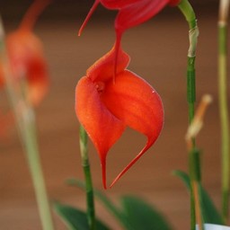 オレンジの花