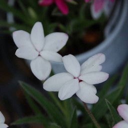 アッツ桜